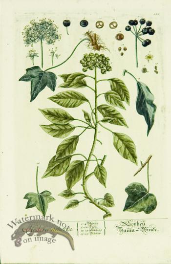 Blackwell German 214